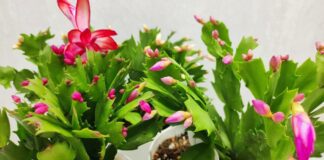 Квітникарі розповіли, як стимулювати декабрист до цвітіння