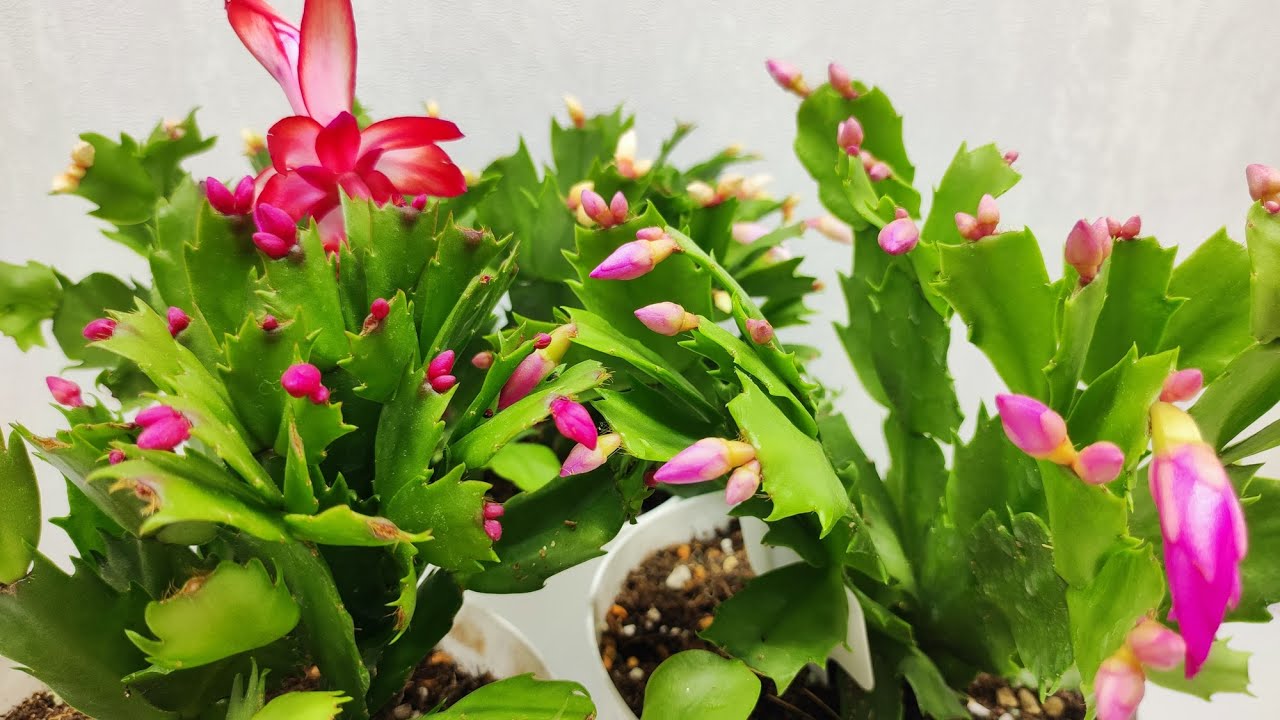 Квітникарі розповіли, як стимулювати декабрист до цвітіння