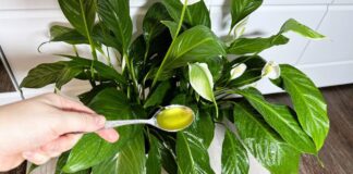 Квітникарі назвали бюджетний варіант підгодівлі для пишного цвітіння спатифілума