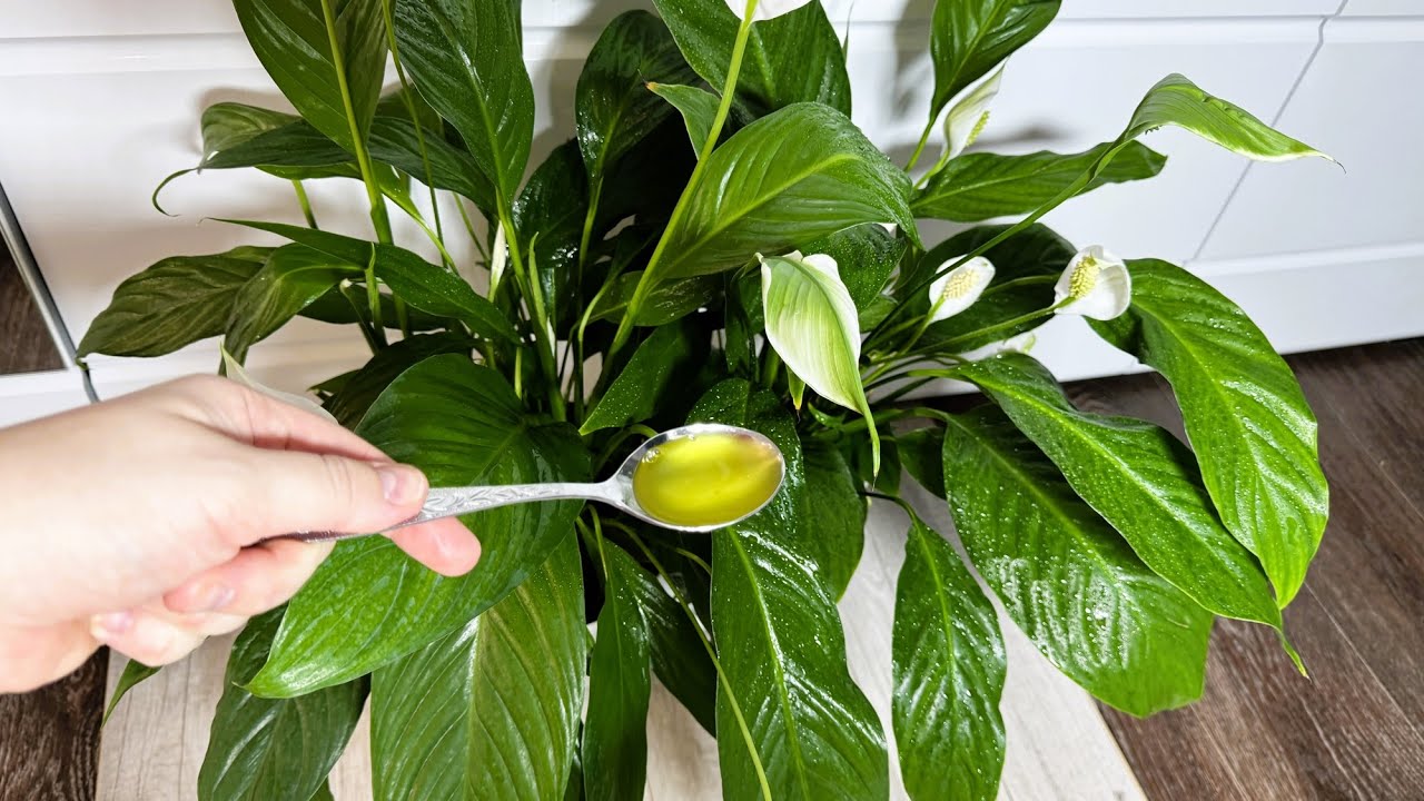 Квітникарі назвали бюджетний варіант підгодівлі для пишного цвітіння спатифілума