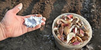 Городники розповіли, чим удобрювати грядку перед посадкою озимого часнику