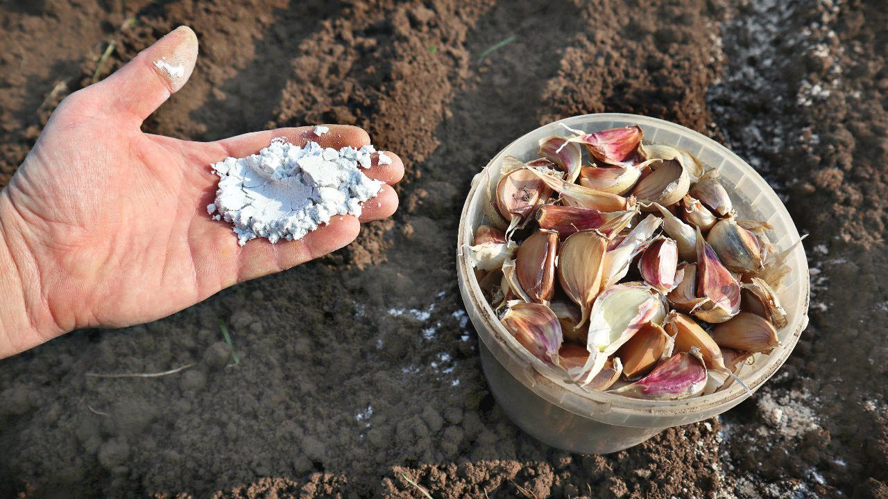 Городники розповіли, чим удобрювати грядку перед посадкою озимого часнику