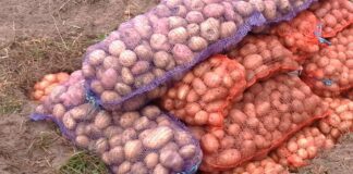 Городники пояснили, як правильно зберігати картоплю без вологи та гнилі 