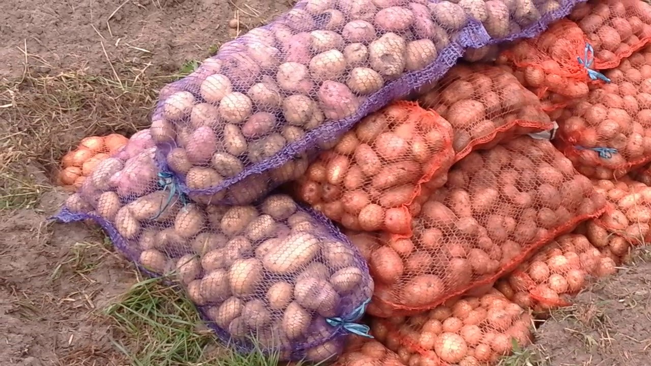 Городники пояснили, як правильно зберігати картоплю без вологи та гнилі 