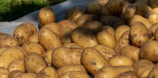 Господині назвали головні ознаки картоплі для пюре та для смаження 