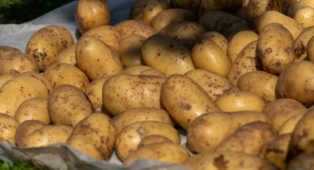 “Ранкова” жовта, як куркума, “Банкір” ідеальний для смаження – мої ТОП-3 ранні сорти картоплі 2025 року 