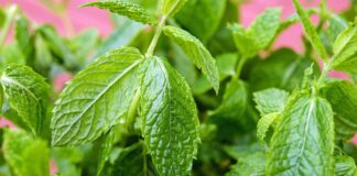 Дачники розповіли, як правильно заготовити м'яту та мелісу на зиму