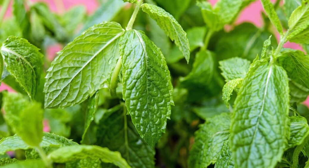 Зелень на зиму більше не сушу: роблю з нею так – і вона свіжа всі 365 днів. Лайфхак для дачників 