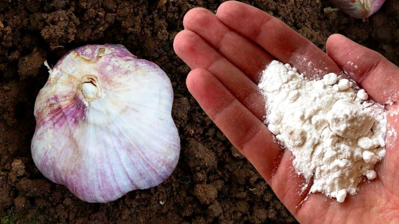 Городники розповіли, чим удобрювати грядку перед посадкою озимого часнику