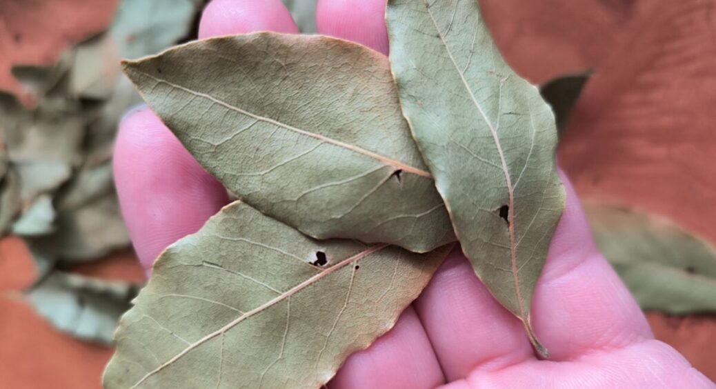 Не використовую ні духи, ні освіжувач, ні ефірні олії: 1 гілочка – і позбулась від усіх неприємних ароматів 