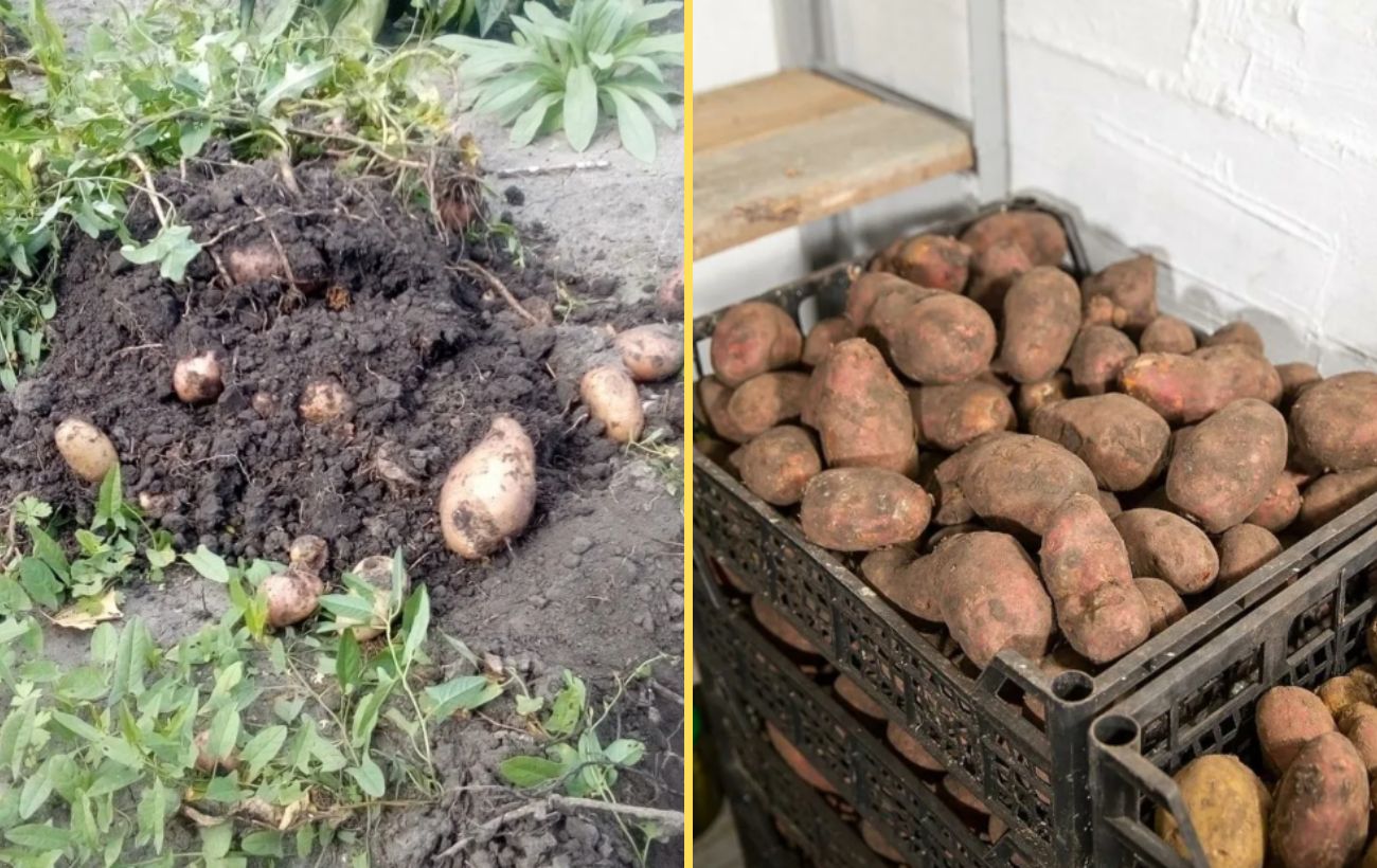 Як краще зберігати картоплю без псування