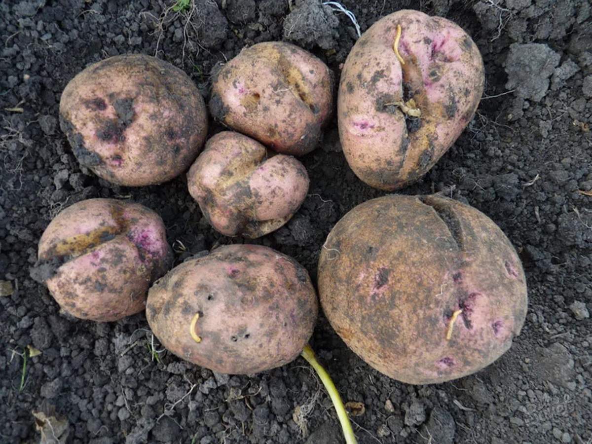 Експерти розповіли, як удобрити ділянку під картоплю для високої врожайності наступного року