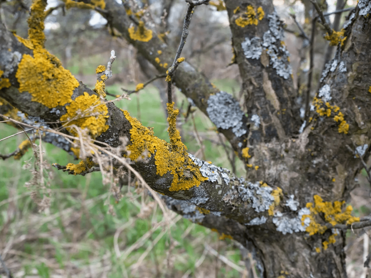 Експерти розповіли, як обробити дерева від моху та лишайника простим способом – лайфхак