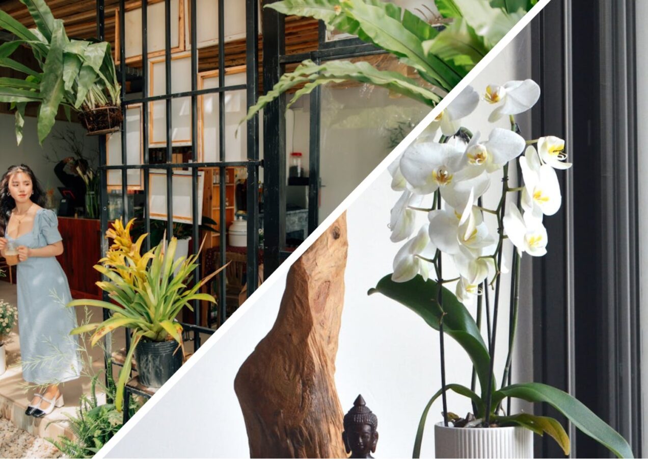 Квітникарі порадили, як стимулювати орхідею до цвітіння