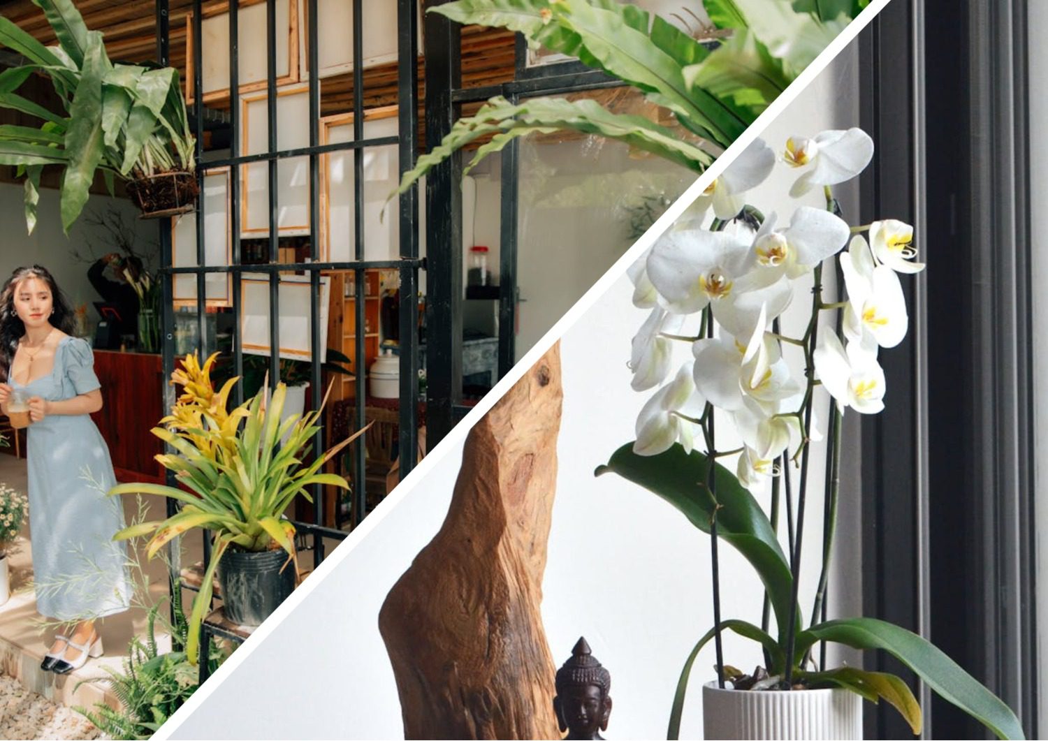 Квітникарі порадили, як стимулювати орхідею до цвітіння