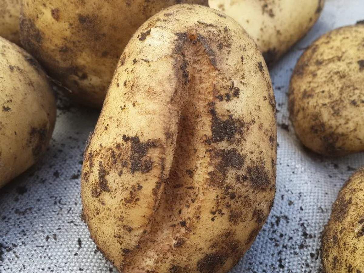 Експерти розповіли, як удобрити ділянку під картоплю для високої врожайності наступного року