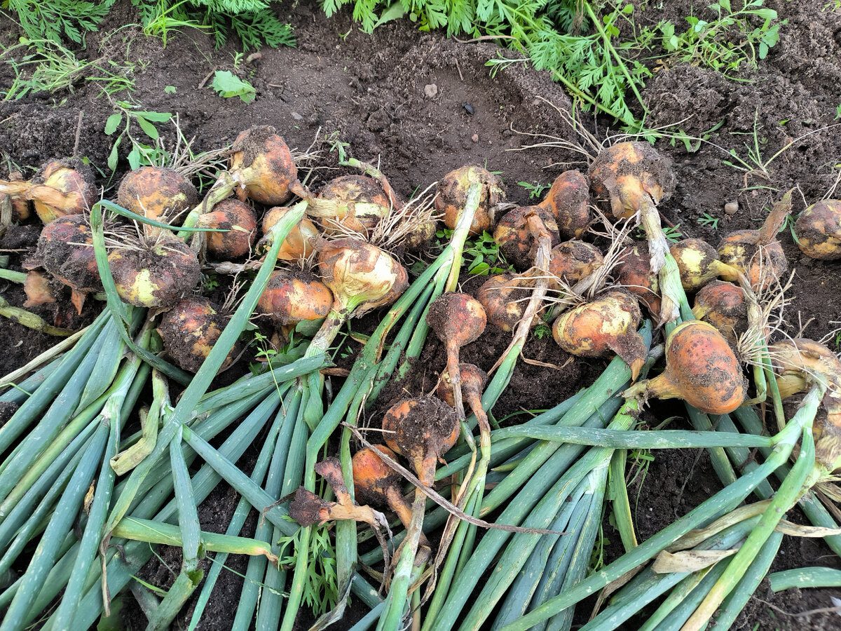 Городники розповіли, які рослини не можна садити після цибулі