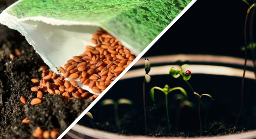 Моє насіння не старіє: 3 перевірені правила, завдяки яким зернятка навіть через роки дають дружні сходи 