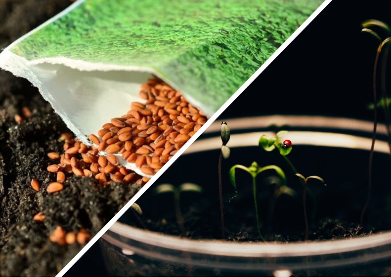 Городники розповіли, як правильно зберігати зібране насіння