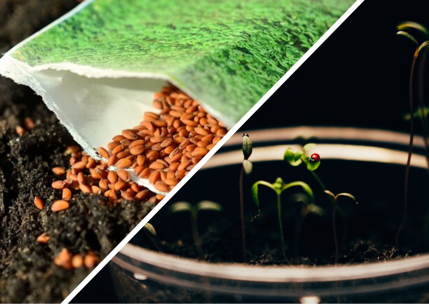 Городники розповіли, як правильно зберігати зібране насіння