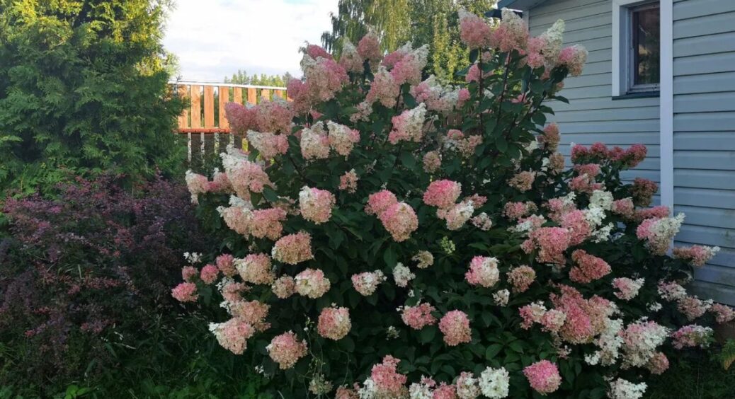 Обрізаю гортензію за схемою “2-3-5” – і отримую цвітіння, як з журналу “Сад-город”: навіть у свекрухи гірше 