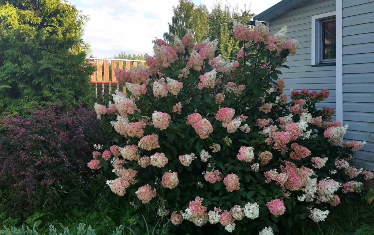 Як правильно обрізати гортензію