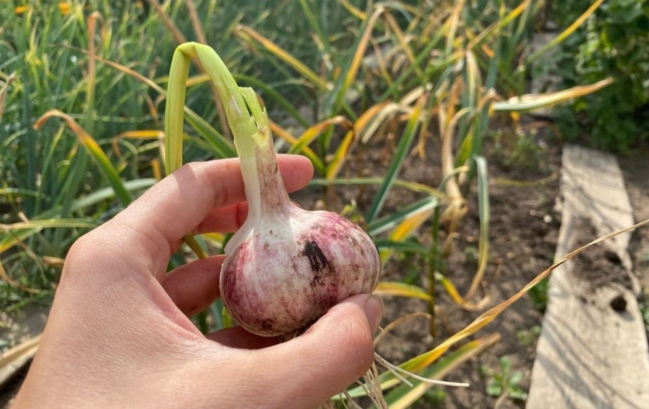 Як посадити озимий часник на ділянці