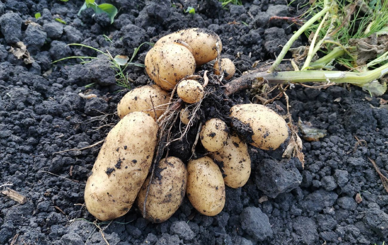 Експерти розповіли, як правильно зберігати картоплю  