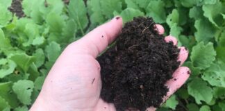 Експерти розповіли, як приготувати якісний ґрунт для розсади