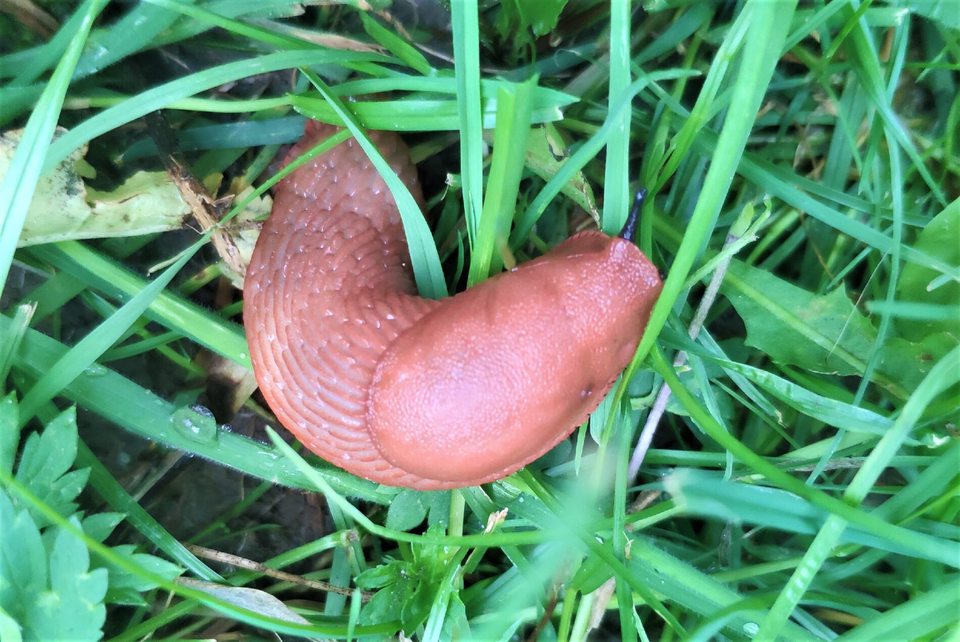 Експерти розповіли, як восени зменшити кількість слимаків на ділянці  