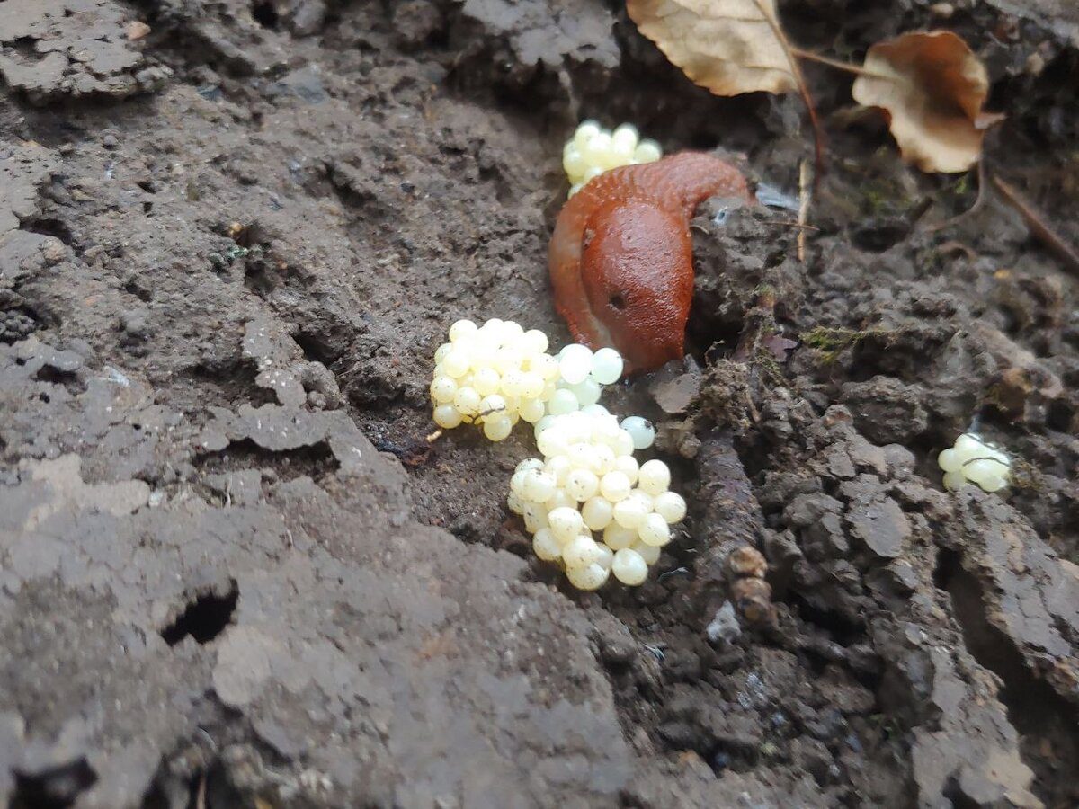 Городники розповіли, чи потрібно у жовтні проводити профілактику від слимаків 