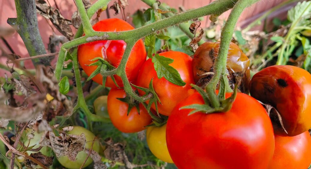 Ці 5 томатів виглядають “на мільйон”, а всередині порожні: більше ні за що не посаджу – час змарнований 