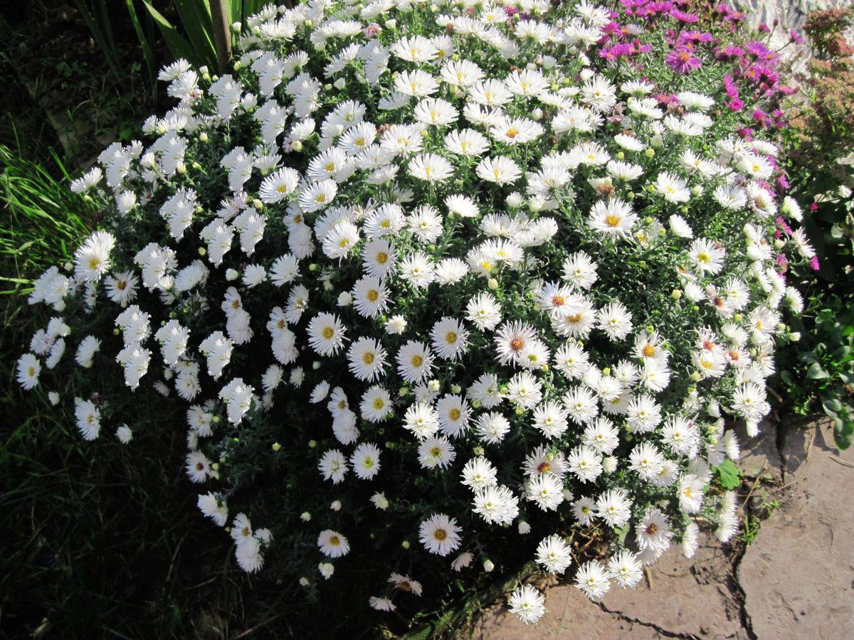 Експерти розповіли, як правильно посіяти айстри під зиму