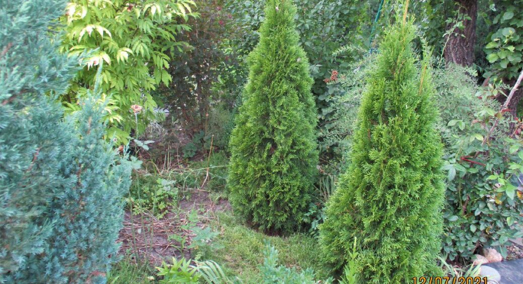 Ці хвойні восени не чіпаємо: 8 рослин, які не варто обрізати – гілки “полисіють”, а бруньки підмерзнуть 