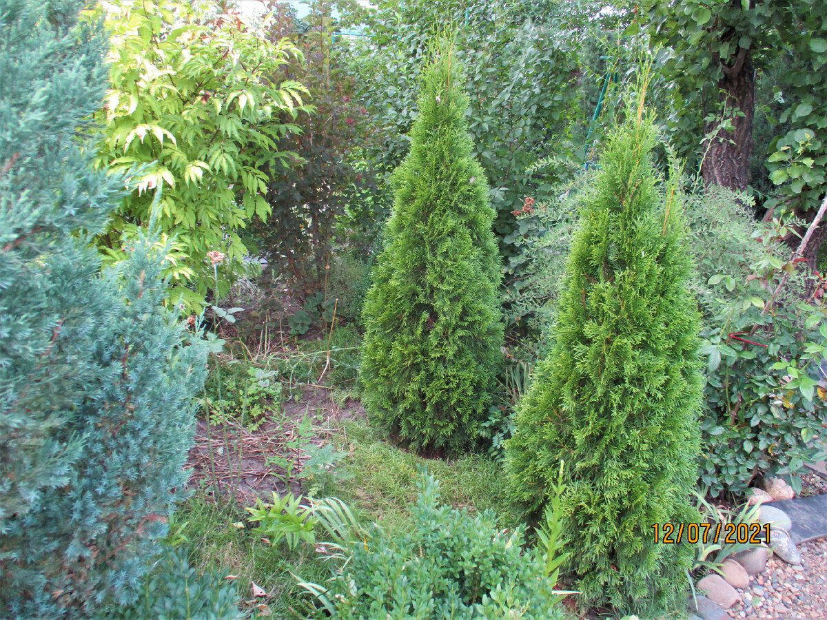 Садівники назвали вісім хвойних рослин, які не можна обрізати восени