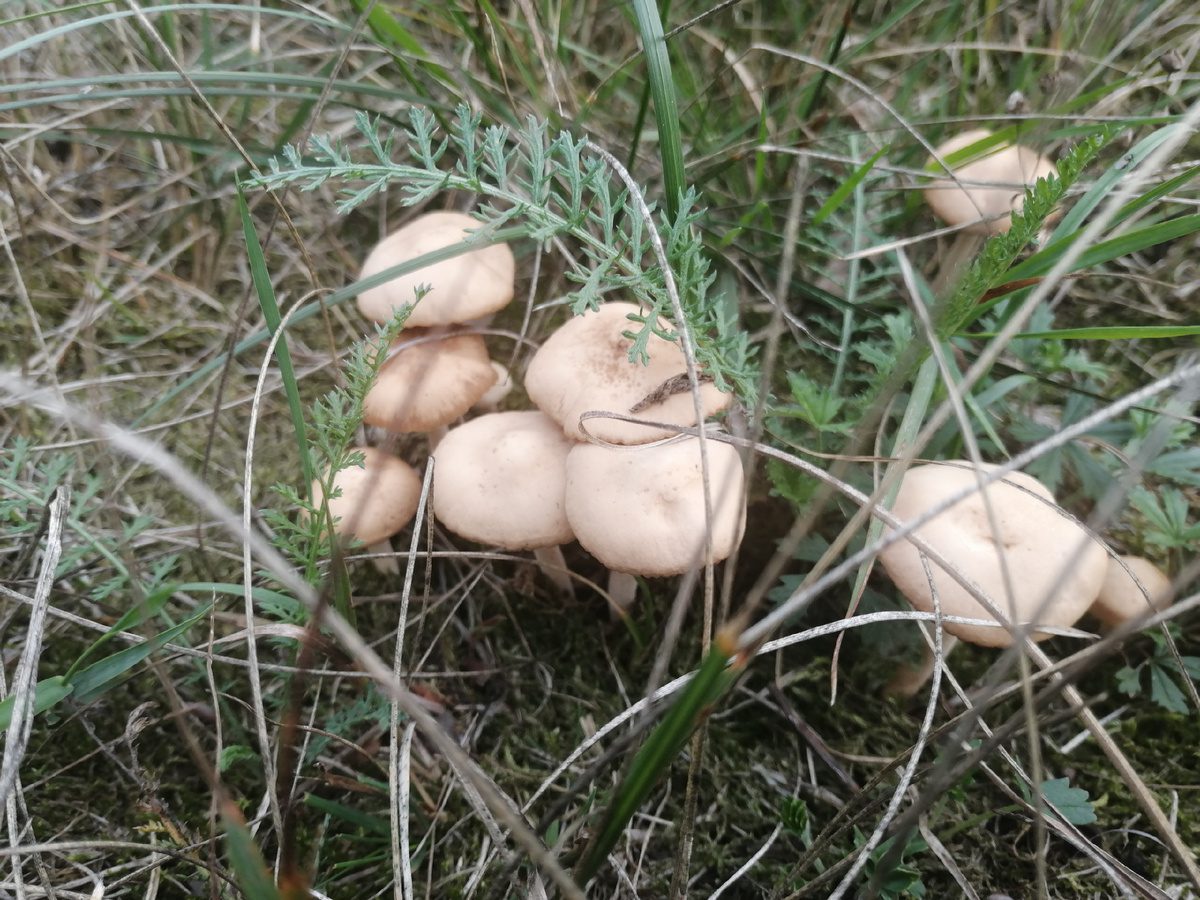 Експерти розповіли, як позбутись від опеньків у саду під деревами – прості поради для садівників