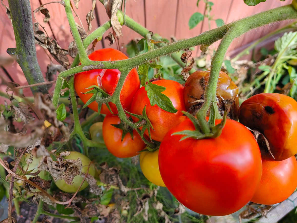 Експерти розповіли, які сорти томатів не варто садити на городі