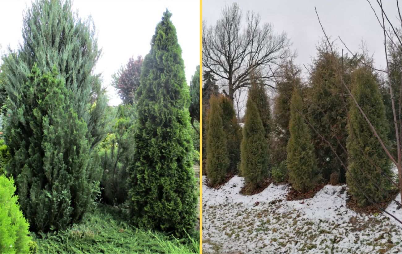 Як підготувати туї до комфортної зимівлі