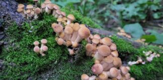 Як позбутись від грибів на деревах