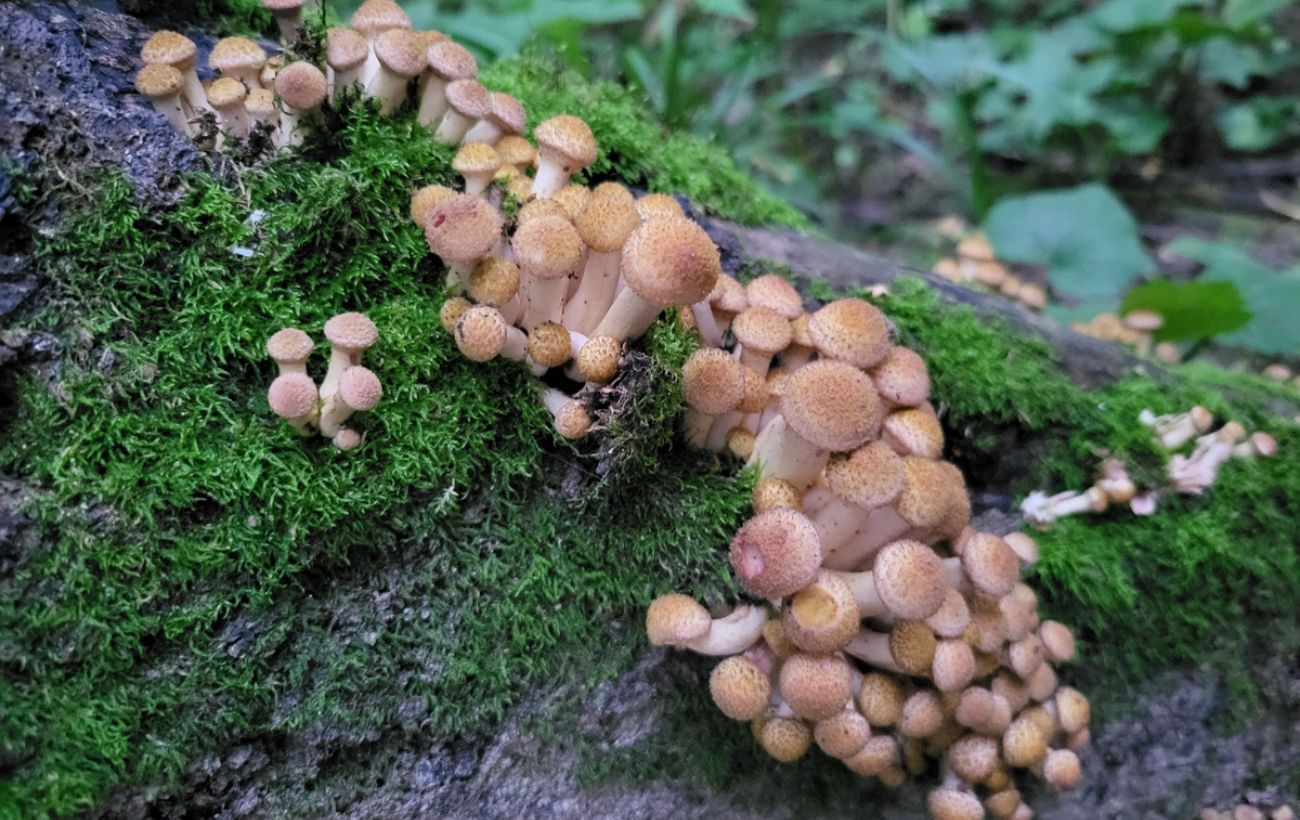 Як позбутись від грибів на деревах