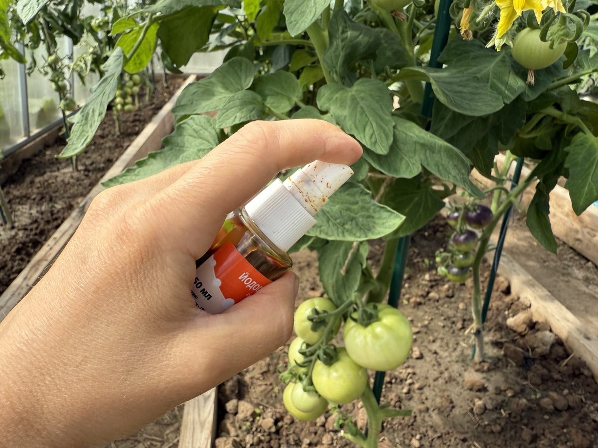 Експерти пояснили, як правильно обробляти ґрунт від фітофтори, аби вона не повернулась