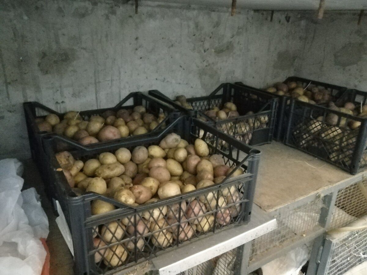 Експерти розповіли, як позбутись від вогкості у погребі – проста порада, яка завжди працює