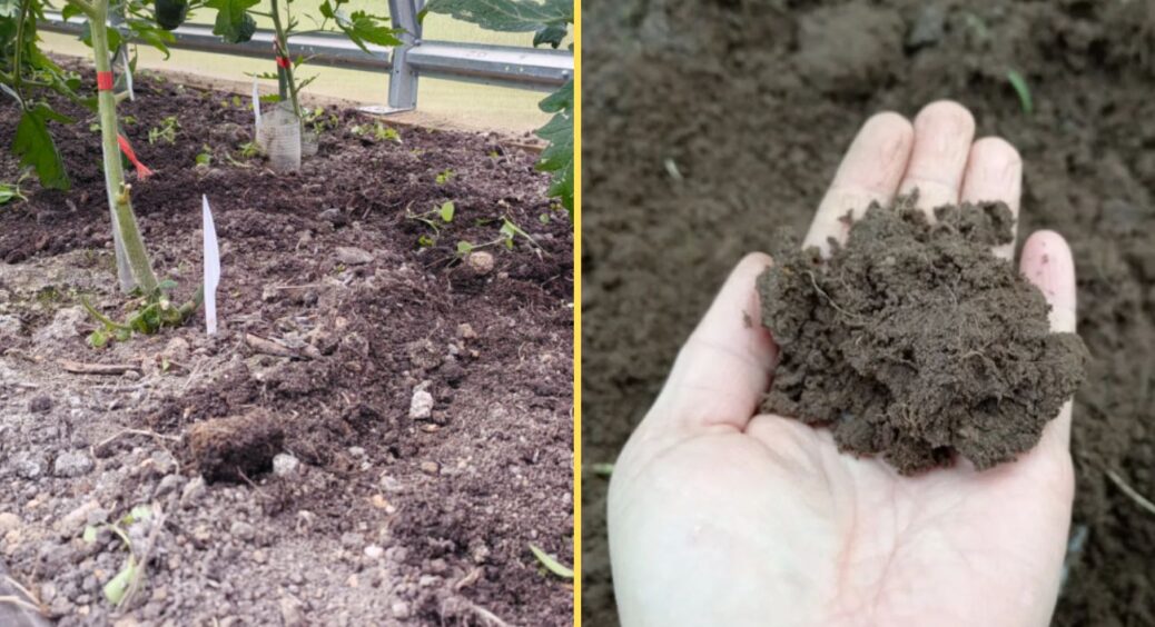 Цей рік стане вирішальним: якщо у жовтні додати в землю 1 компонент – фітофтора більше не повернеться 