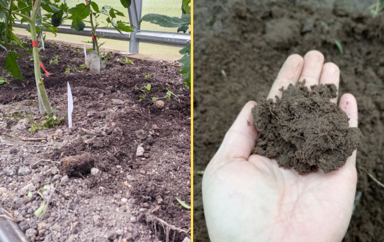 Чим обробити ґрунт від фітофтори восени