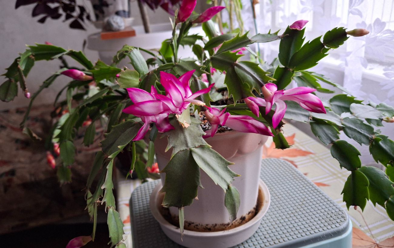 Садівники розповіли, чим підживити декабрист для стимуляції цвітіння