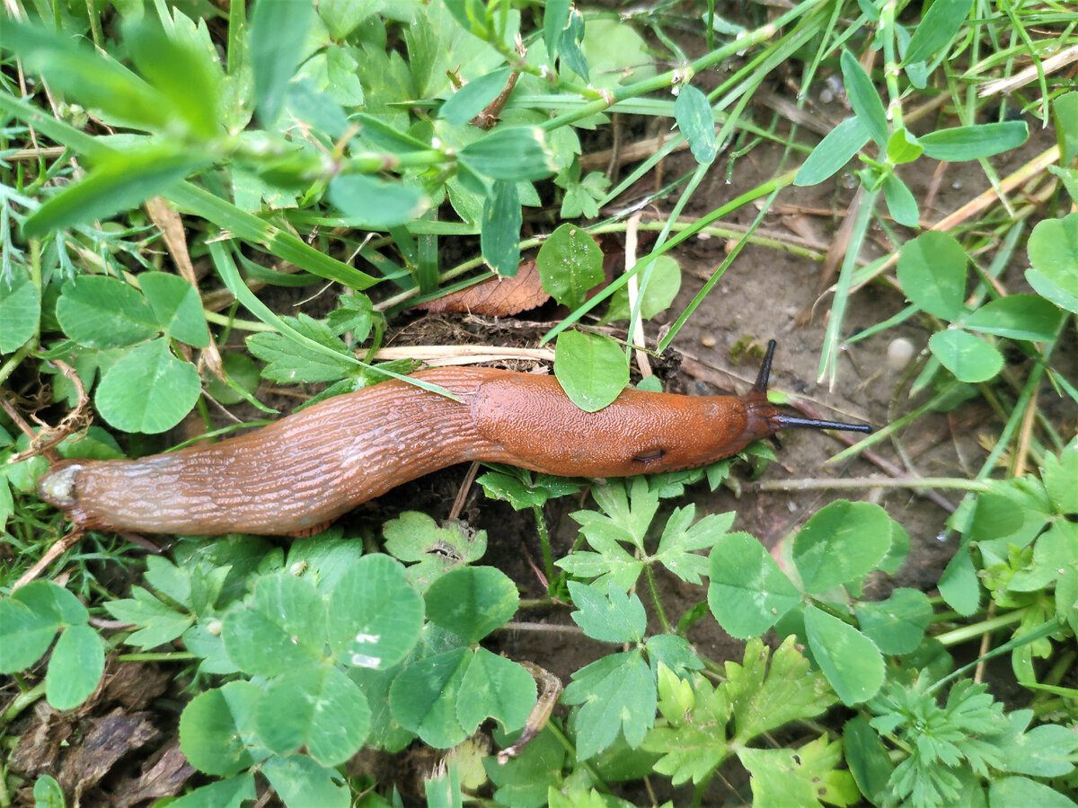 Експерти розповіли, як ефективно боротися зі слимаками на городі 