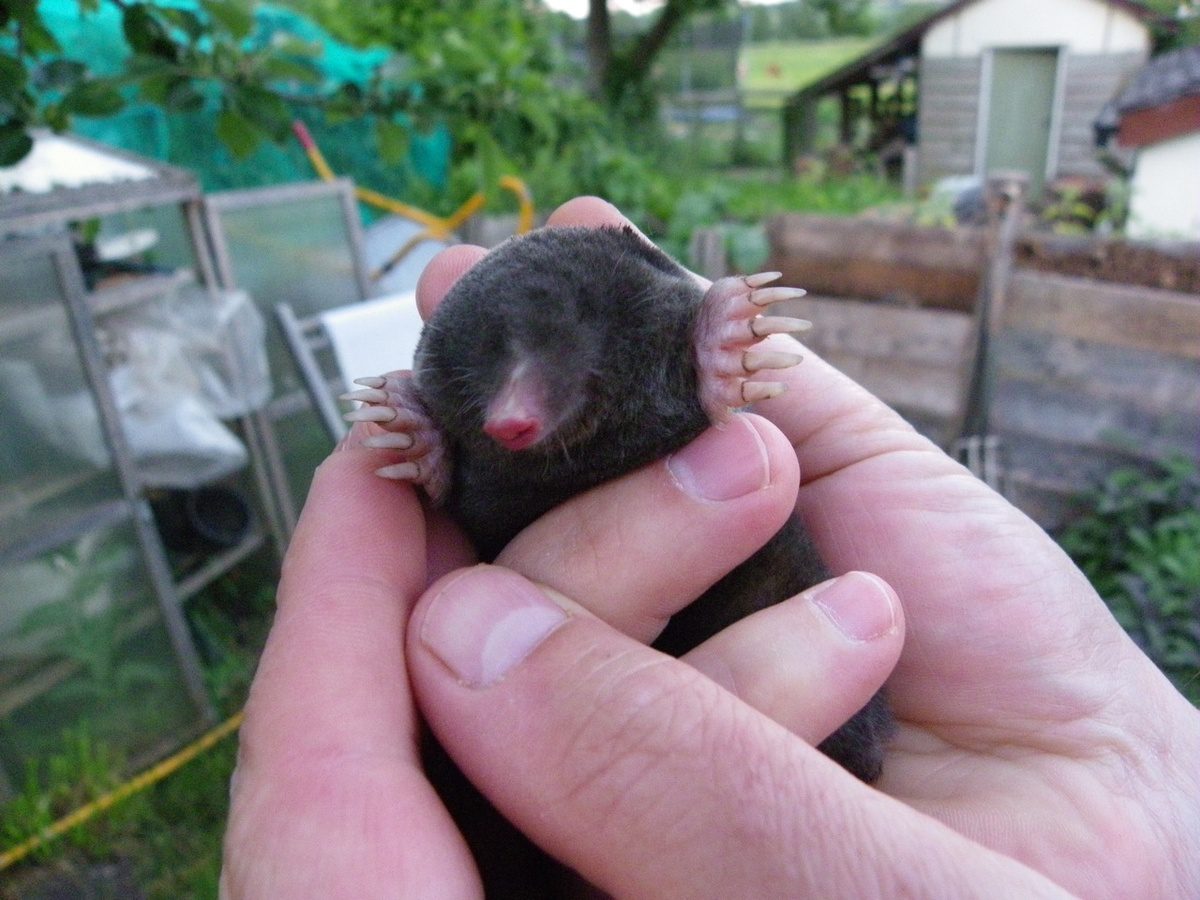 Експерти порадили спосіб, як просто та гуманно позбутись від кротів на ділянці