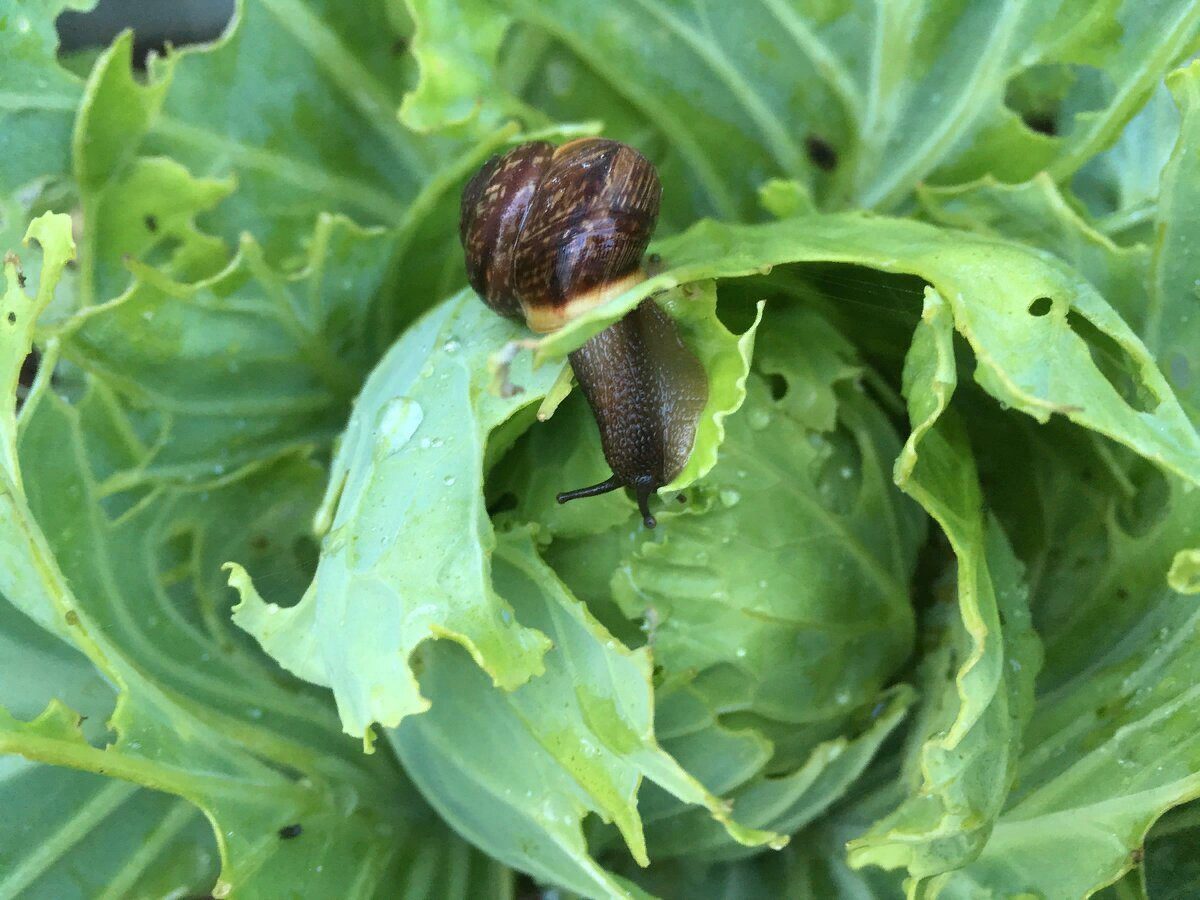 Експерти пояснили, як прогнати слимаків зі свого городу швидко та просто – корисна порада