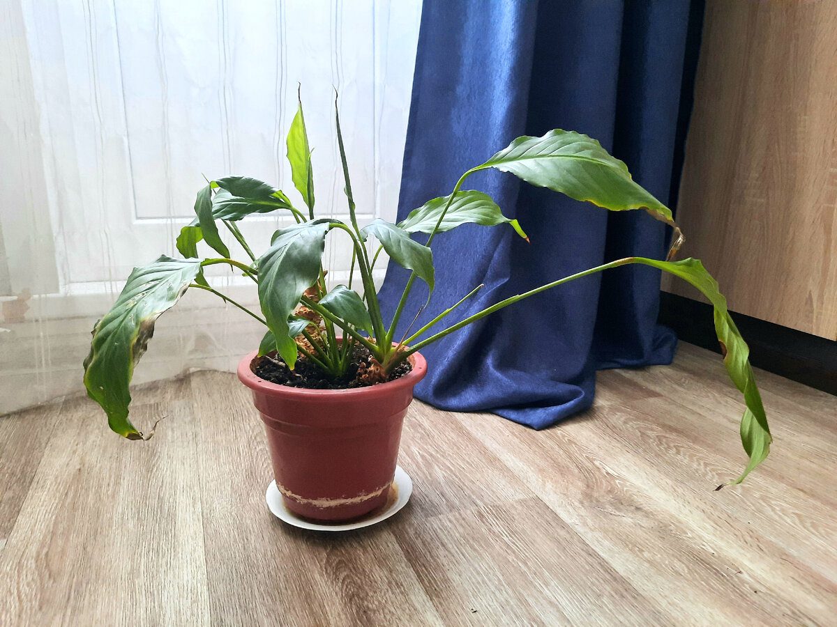 Садівники розповіли, як покращити цвітіння спатифілума за допомогою простого підживлення