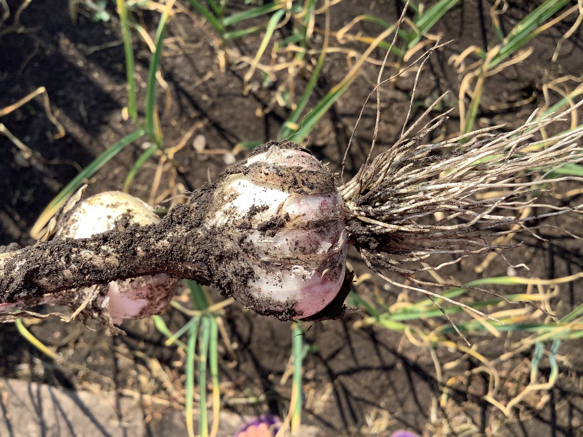 Експерти розповіли, як покращити розвиток озимого часнику після його посадки – проста порада